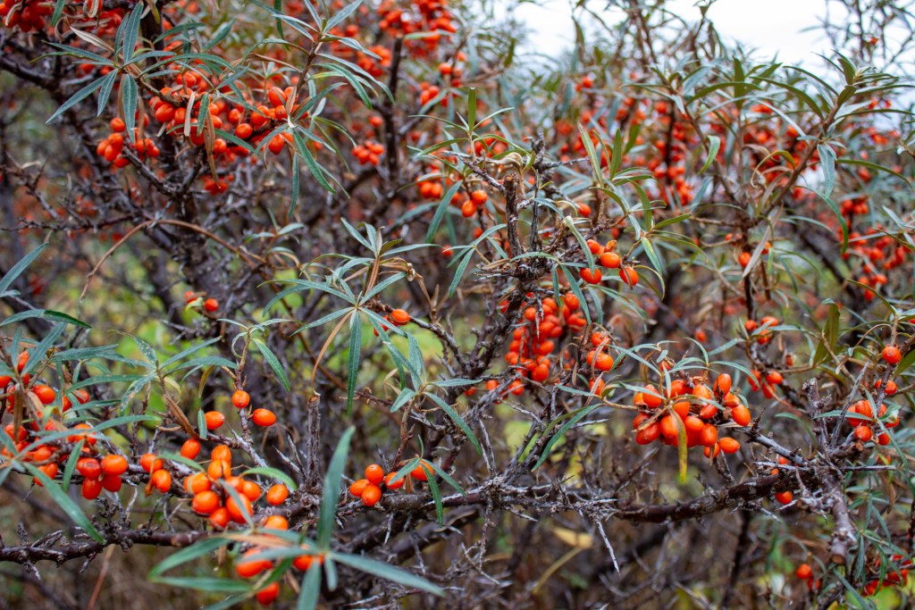 Nærbilde av en busk med røde tindvedbær og smale, grønne blader.