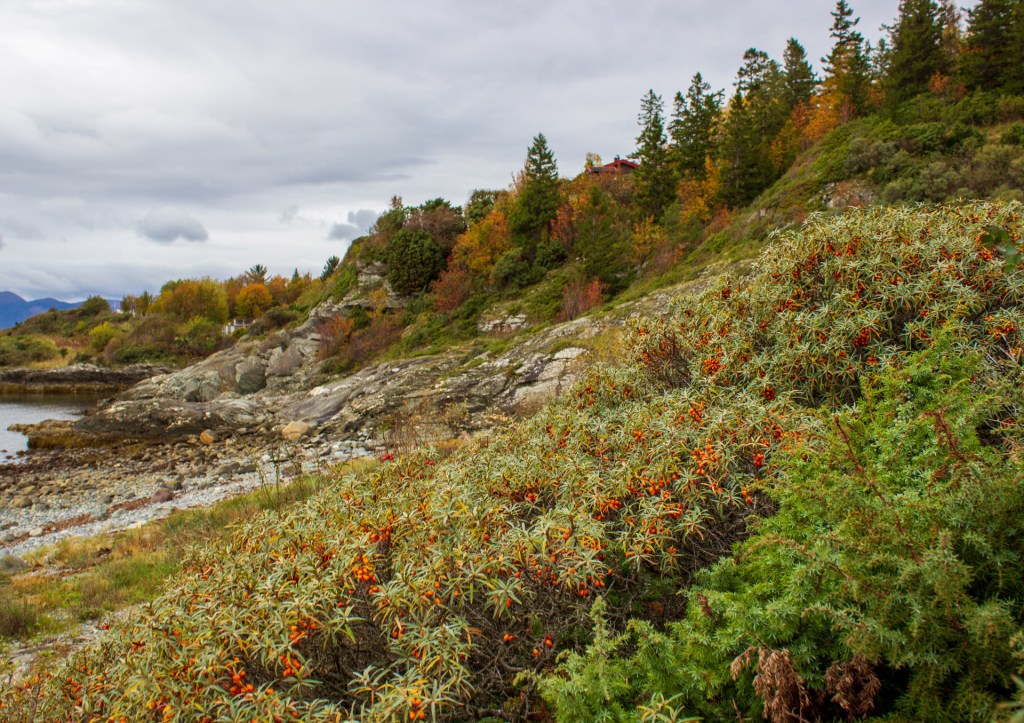 Bilde av en naturskjønn kystlinje med steinete kyst og frodig vegetasjon, inkludert busker med oransje bær, omkranset av høye trær og en grå himmel.