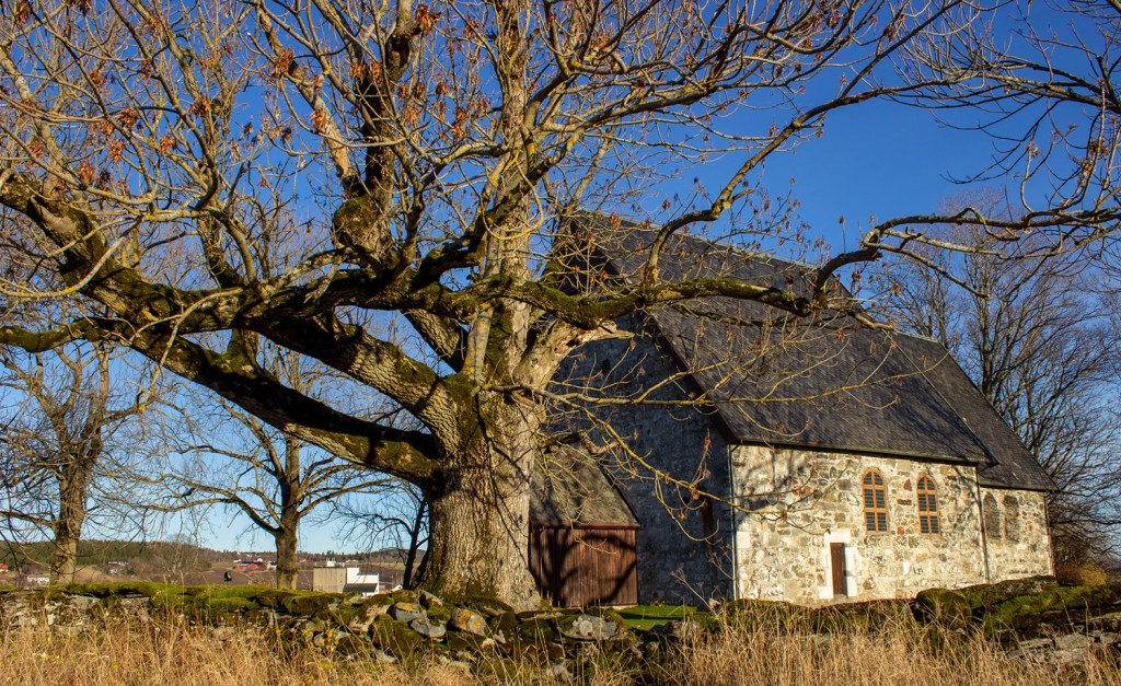 Utsikt av Logtun kirke med et stort, gammelt tre i forgrunnen og en klar blå himmel i bakgrunnen.