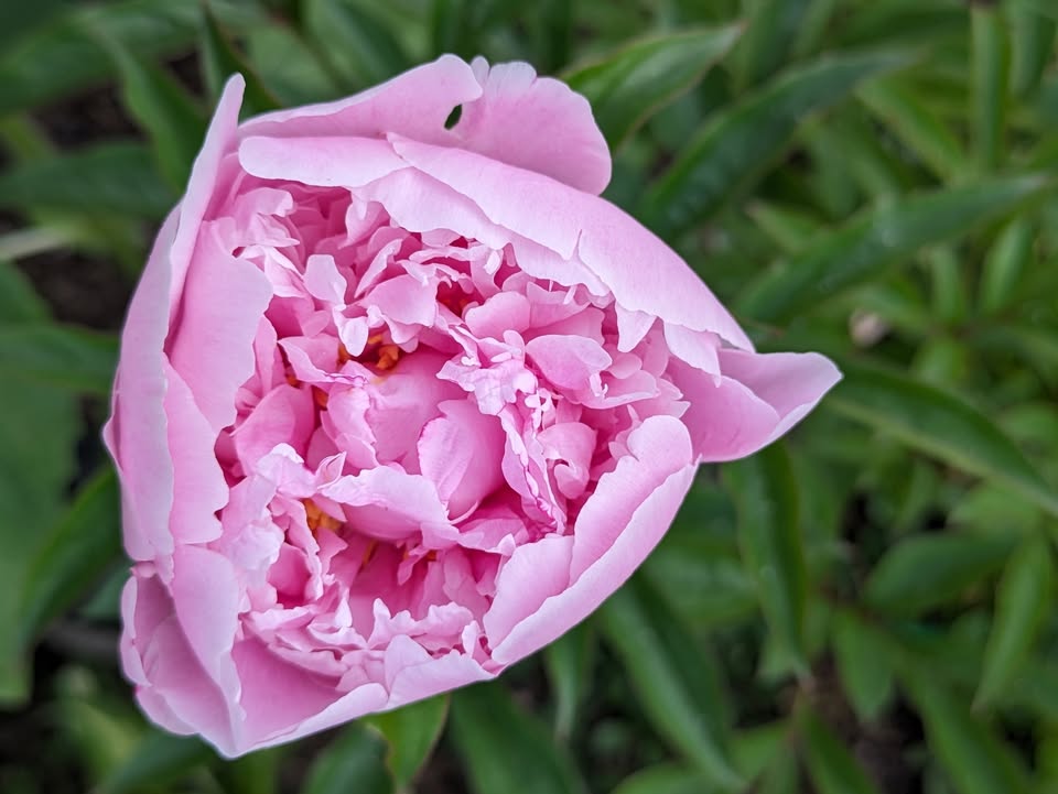 En nærbilde av en rosa pionblomst med grønne blader i bakgrunnen.