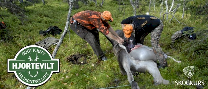To personer som utfører feltkontroll av hjortevilt i en skog.
