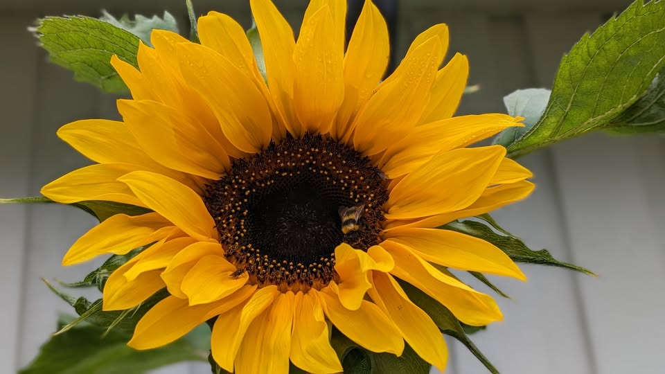 Nærbilde av en solsikke med gule kronblader og mørkt midtpunkt, med en humle som besøker blomsten.